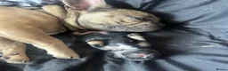French Bulldog dogs for sale: Chocolate Rolo frenchie x frog  - Advert 6
