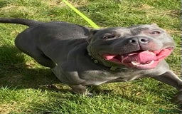 Staffordshire Bull Terrier dogs for stud: STUD…. Blue Siras champion bloodlines  in Stroud - Image 9