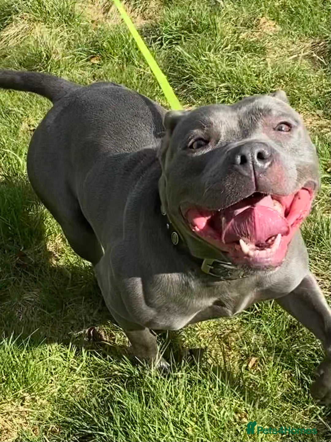 Staffordshire Bull Terrier dogs for stud: STUD…. Blue Siras champion bloodlines  in Stroud - Image 9