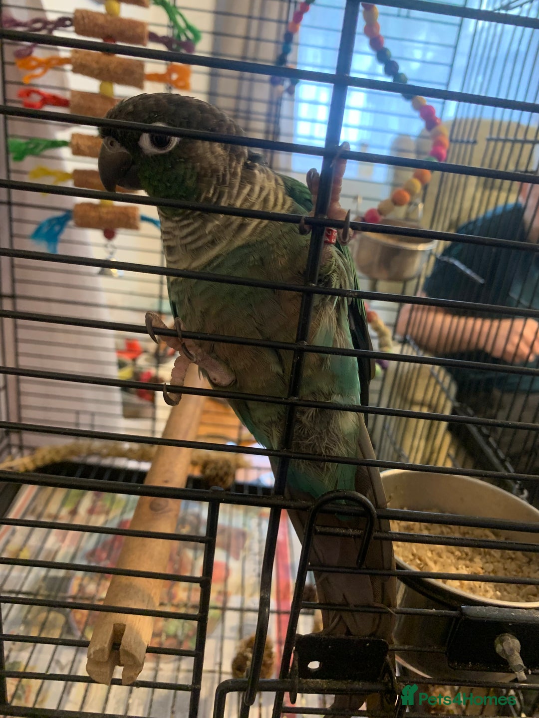 Conures birds for sale: Young hen conure plus v large cage   - Image 2