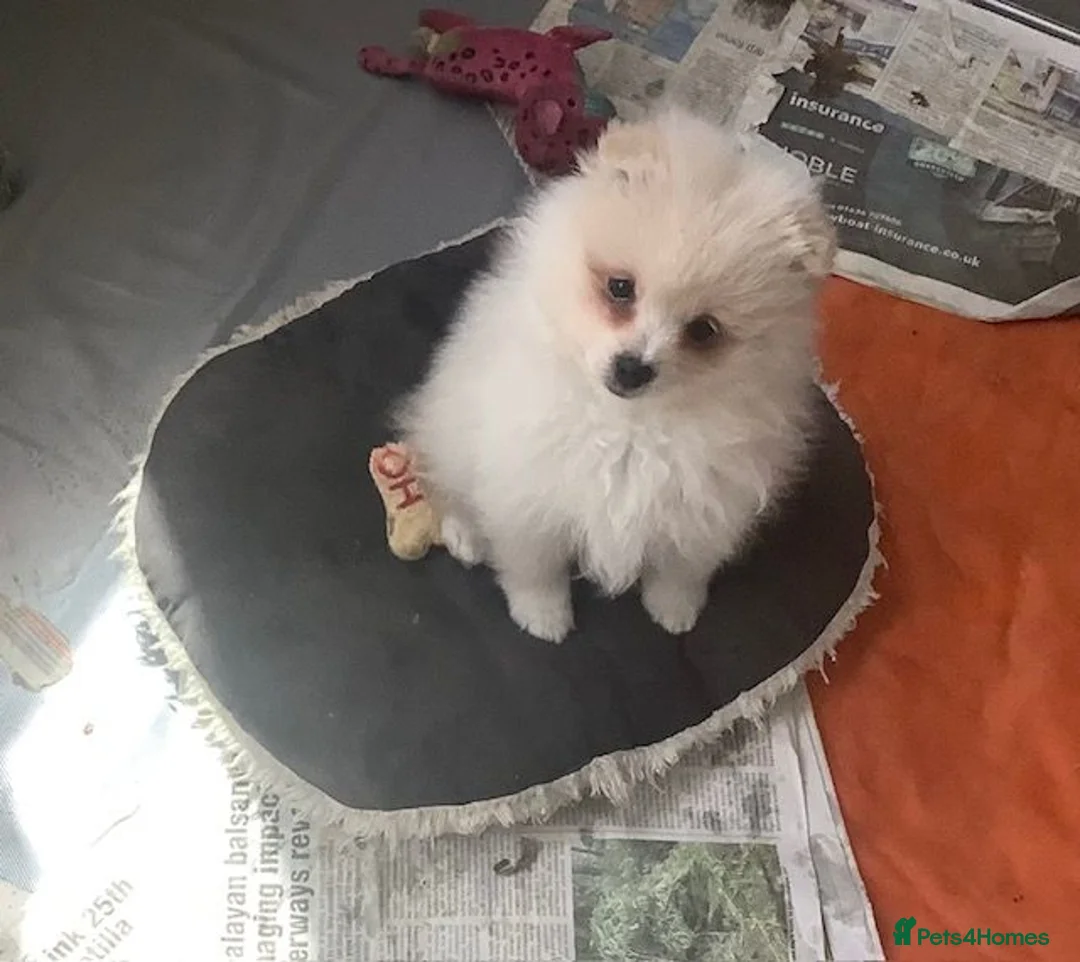 German Spitz dogs for sale: DELIGHFUL REGISTERED KLEIN DOG PUPPIES - Advert 2