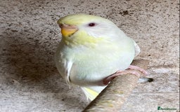 Budgerigars birds for sale: Beautiful Budgies - Image 2