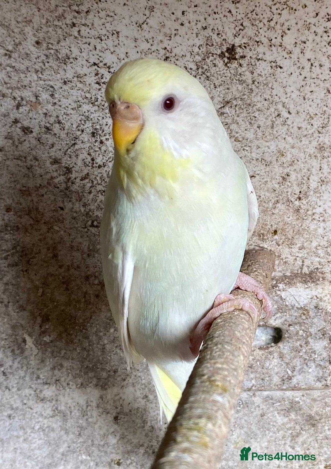Budgerigars birds for sale: Beautiful Budgies - Image 2