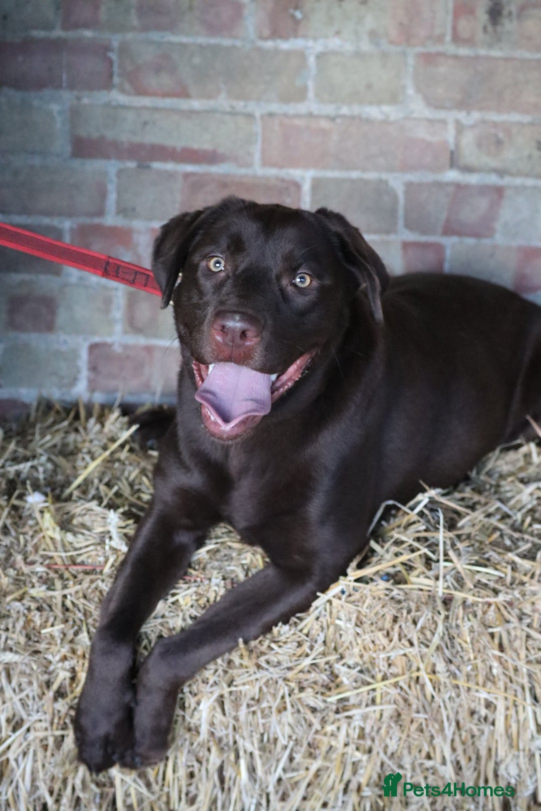 Labrador Retriever dogs for sale: Chocolate lab female  - Advert 8