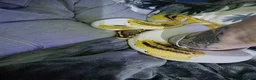 Python Snake reptiles for sale: Royal Python for pet home complete set up - Advert 2