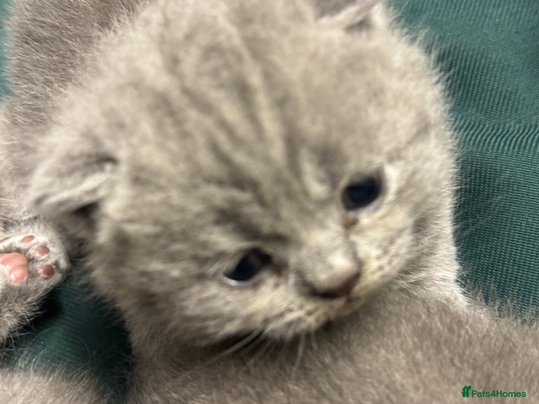 British Shorthair cats for sale: British shorthaired kittens - Image 1