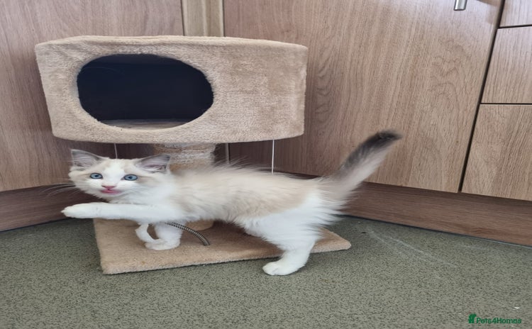 Ragdoll cats - Advert 13