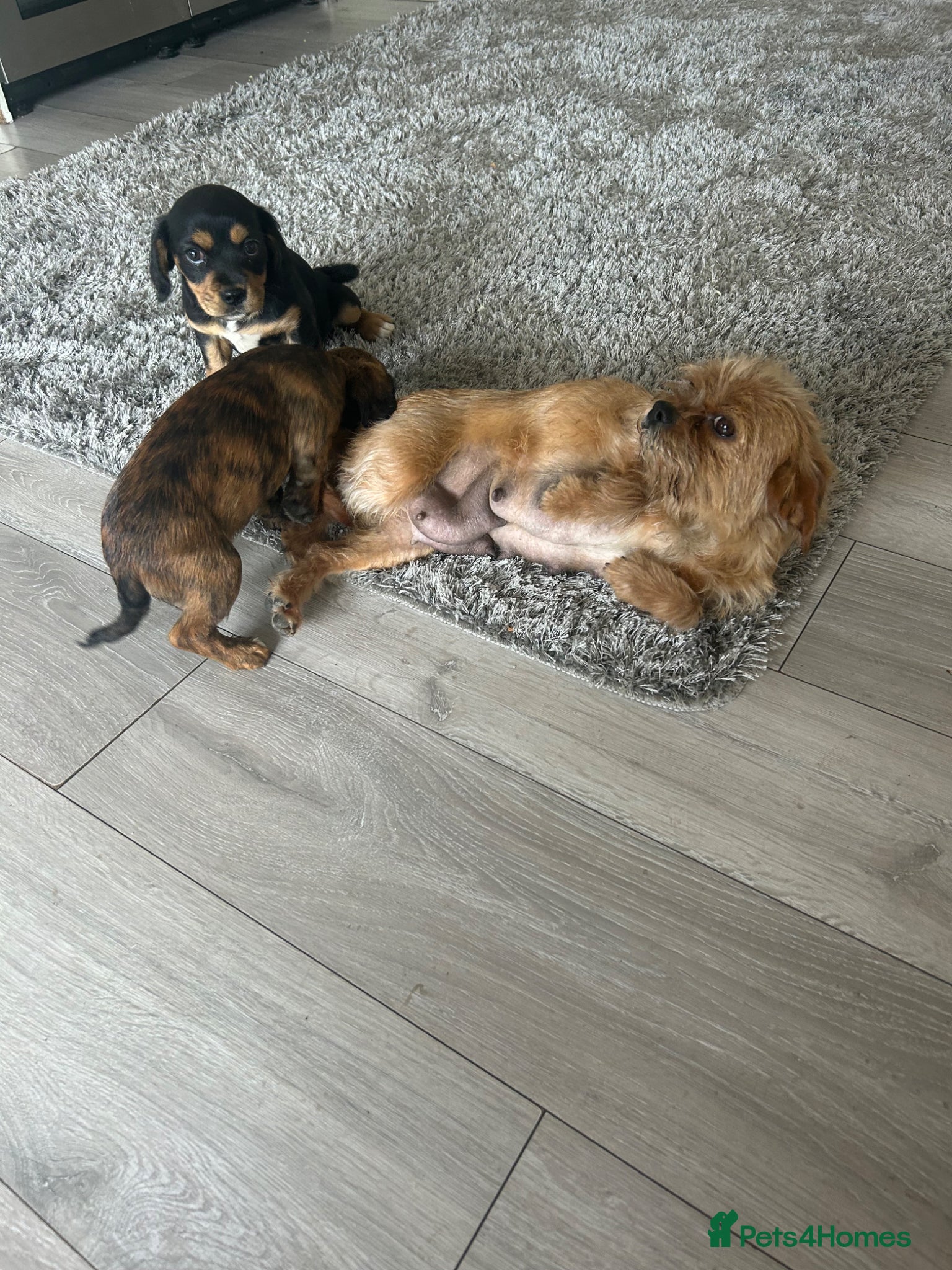Mixed Breed dogs Beautiful Cavajack x Jack Russell Puppies For Sale - Advert 1