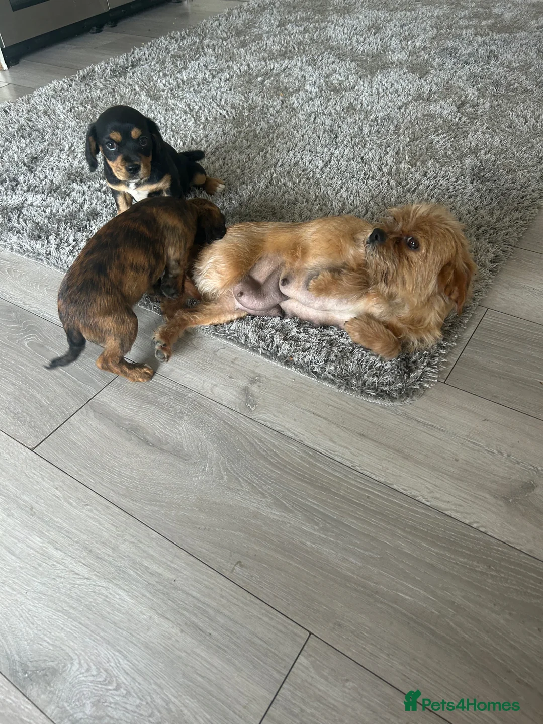 Mixed Breed dogs for sale: Beautiful Cavajack x Jack Russell Puppies For Sale in Oxford - Advert 1
