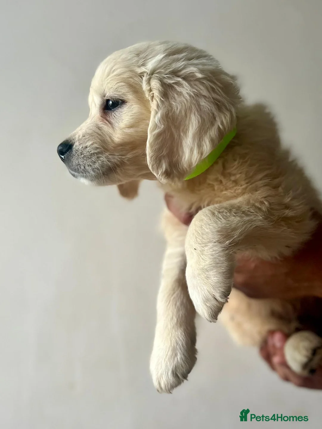 Golden Retriever dogs for sale: Stunning English cream golden retriever puppies in Rainham - Advert 8
