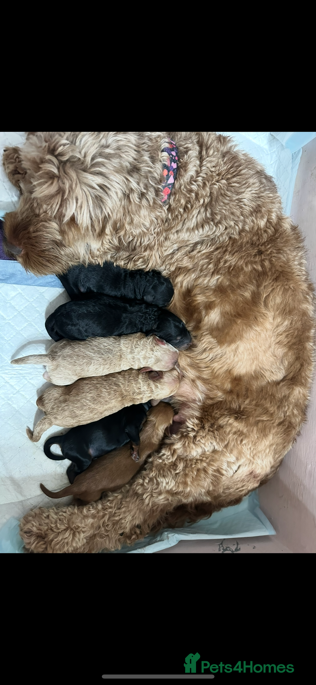 Cockapoo dogs for sale: Outstanding Cockapoos Puppies. 4 boys💙 2 girls 💗 - Image 3