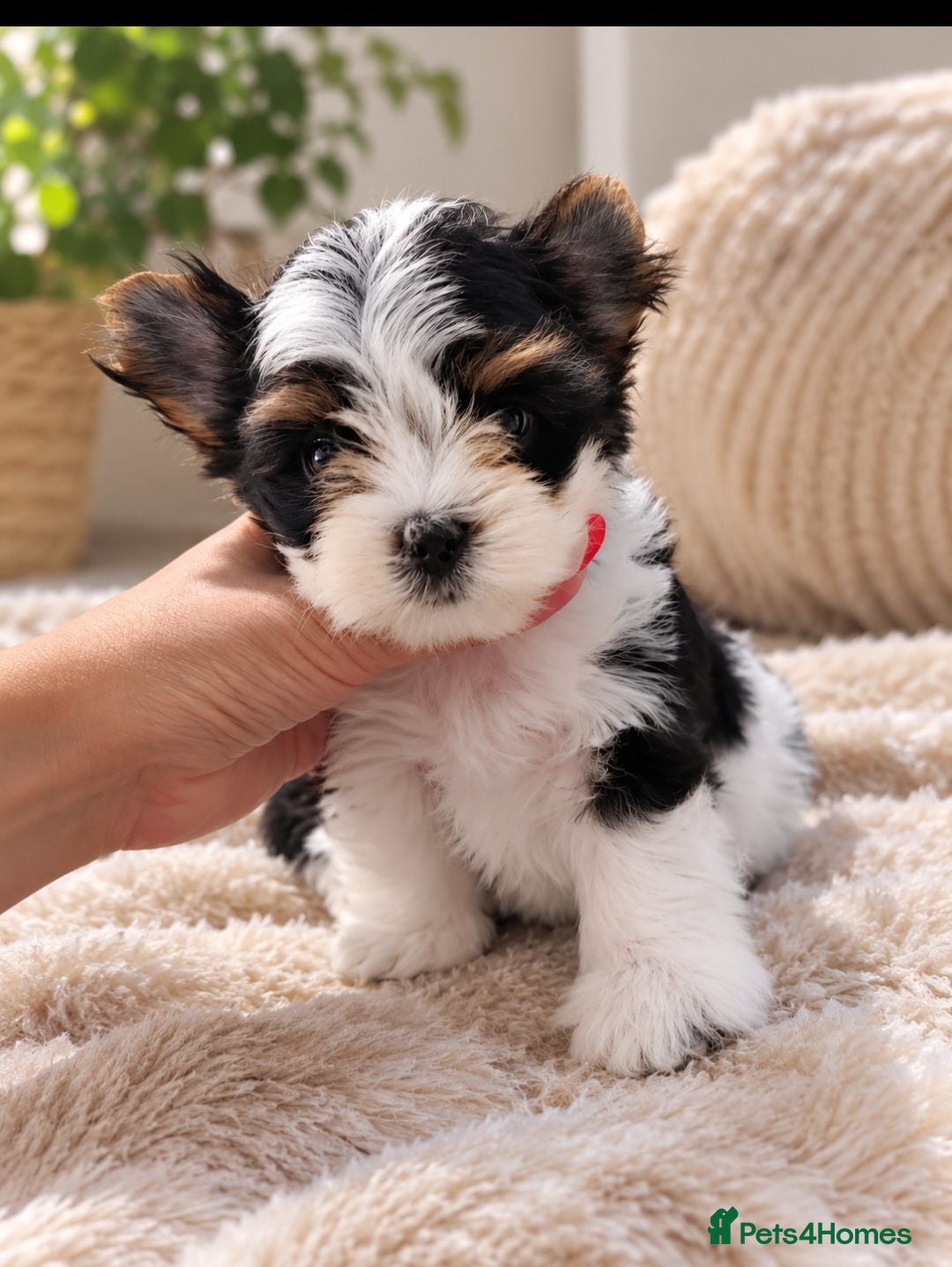 Yorkshire Terrier dogs Tiny Yorkshire Terrier Boys – Teddy Bear Faces - Advert 2