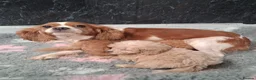 Cavapoo dogs for sale: Beautiful Cavapoo puppys for sale - Advert 9