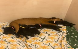 Staffordshire Bull Terrier dogs for sale: 5 staff pups  - Image 1