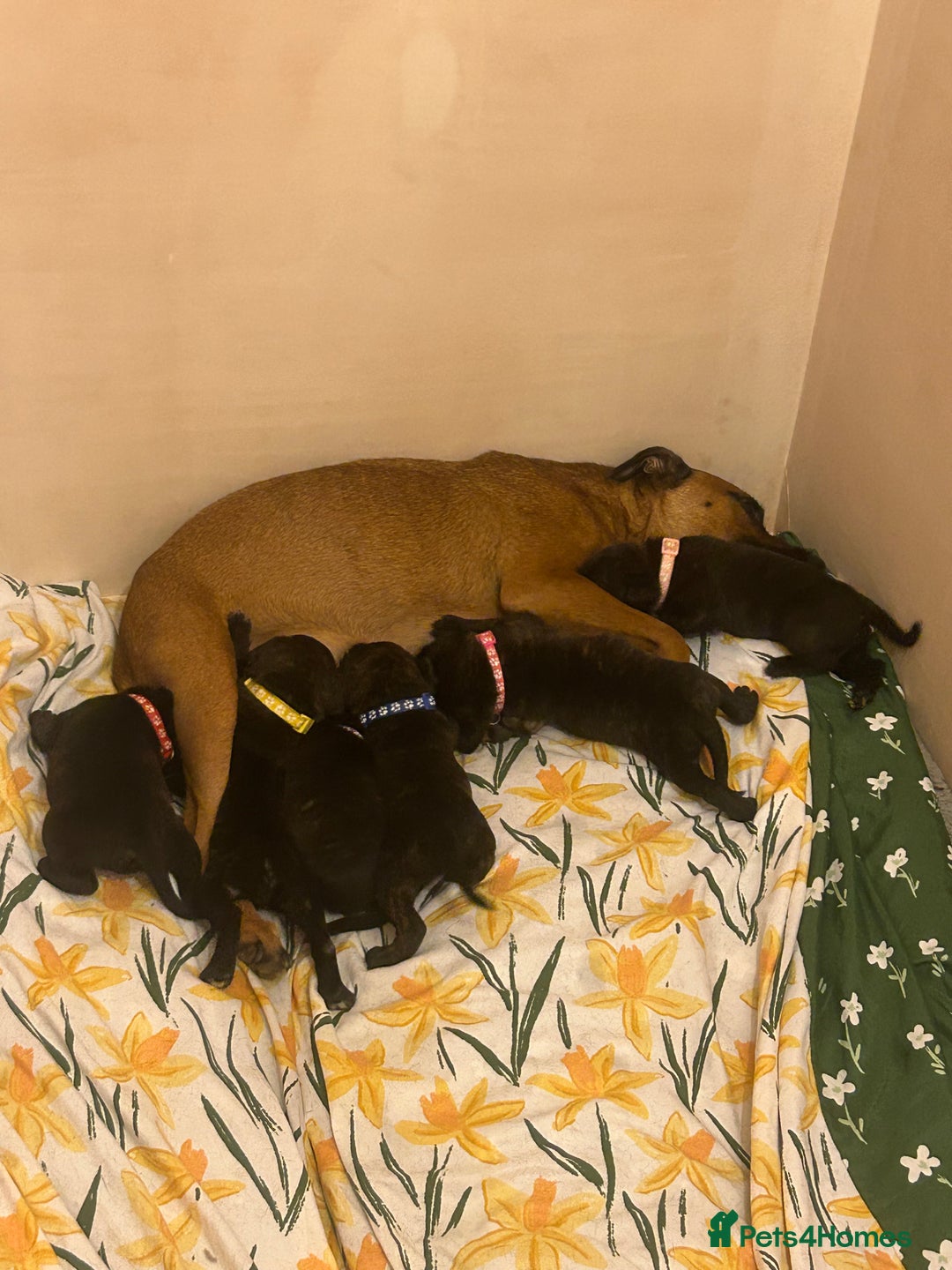 Staffordshire Bull Terrier dogs for sale: 5 staff pups  - Image 1