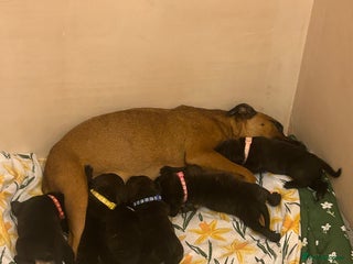 Staffordshire Bull Terrier dogs - Advert 13