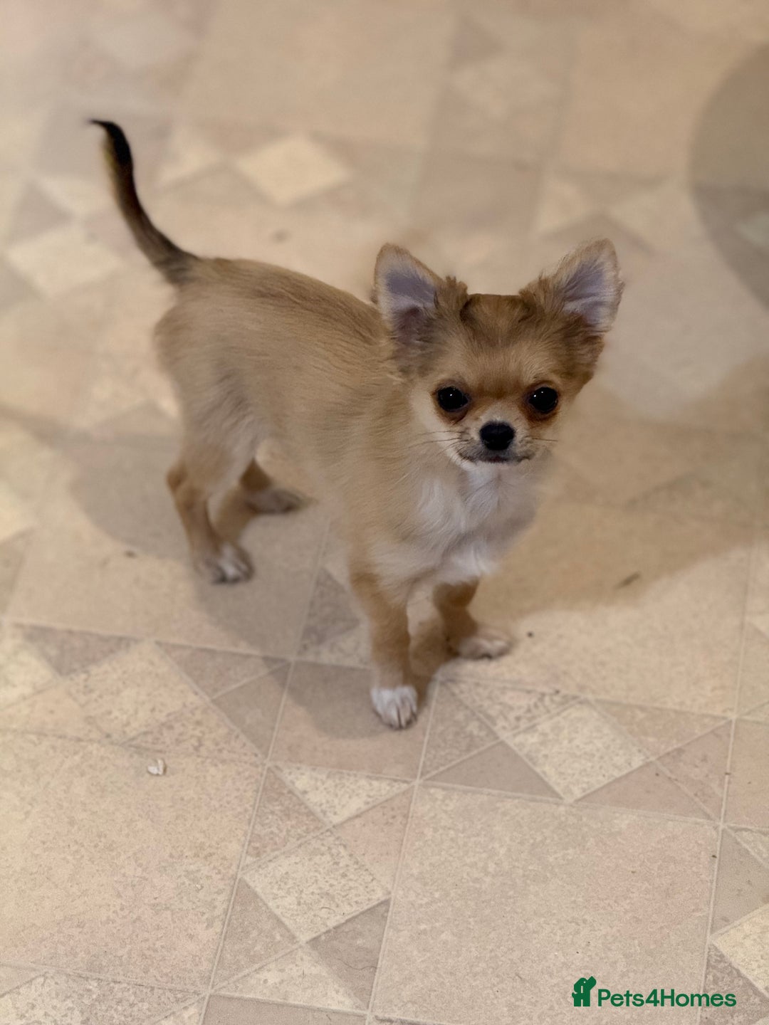 Chihuahua dogs for sale: Last show quality KC long coat Boy  - Advert 28