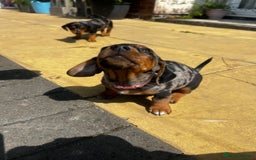 Mixed Breed dogs for sale: 6 stunning jackshund puppies ready to leave now - Image 4