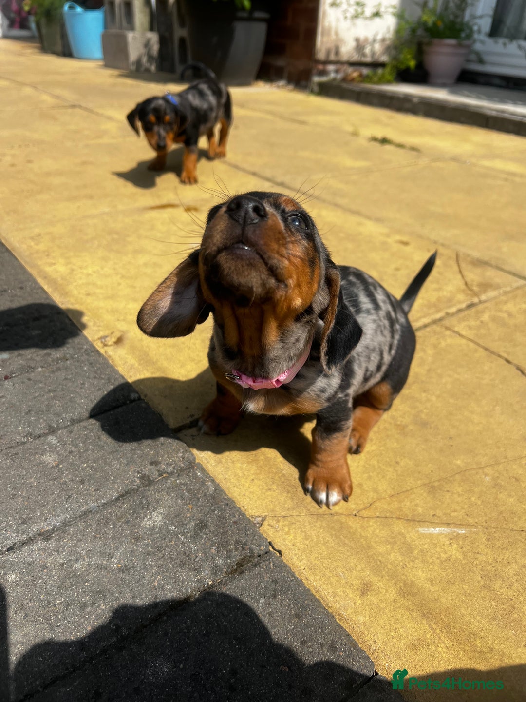 Mixed Breed dogs for sale: 6 stunning jackshund puppies ready to leave now - Image 4