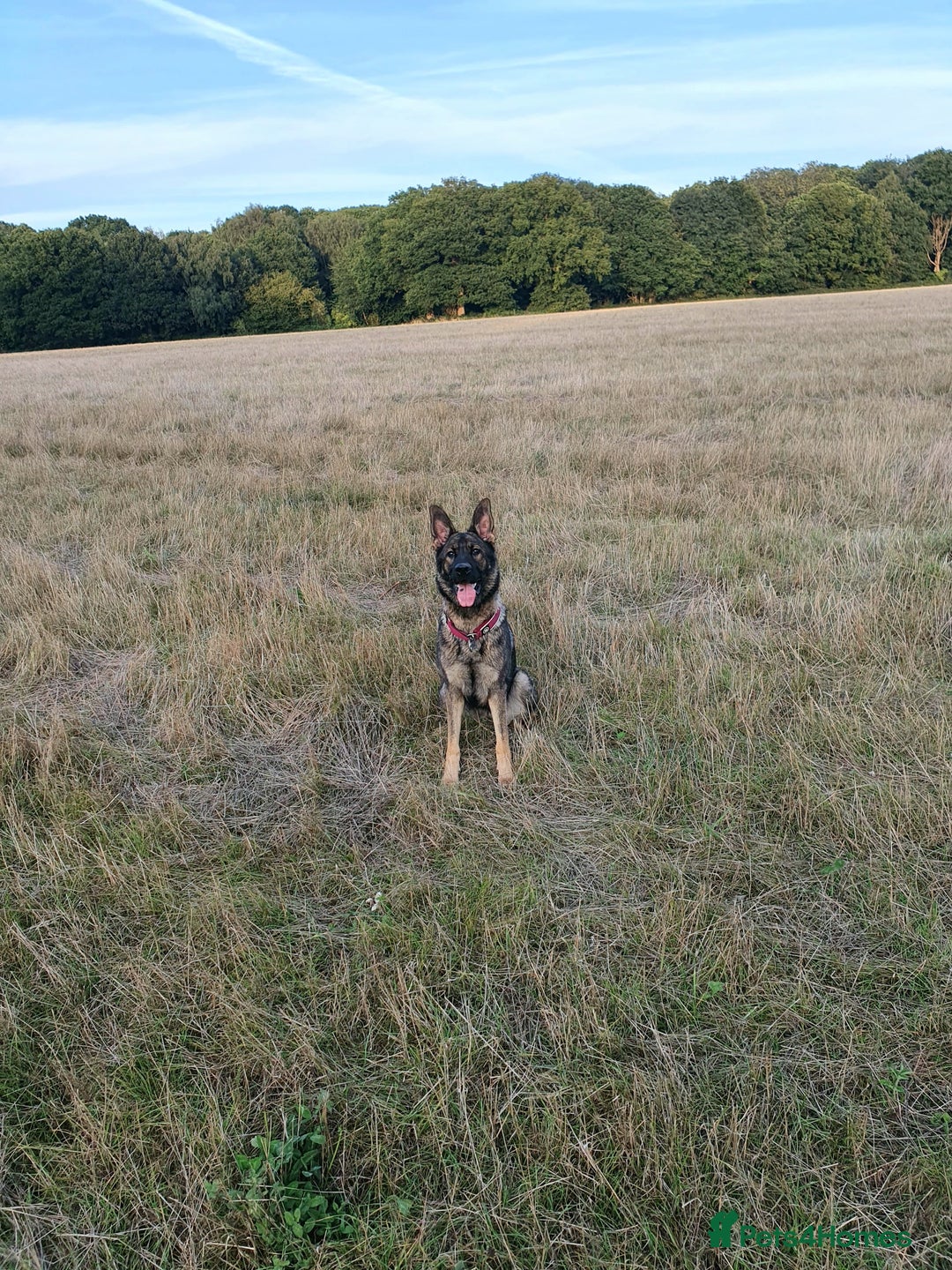 German Shepherd dogs for sale: German shepherd for sale - Image 3