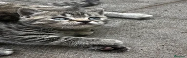 British Shorthair Kitten 3