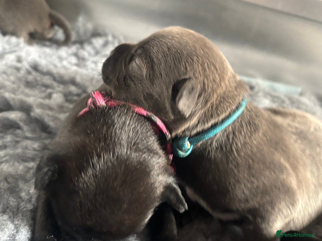 Staffordshire Bull Terrier dogs for sale: Paws Above The Rest  - Image 9