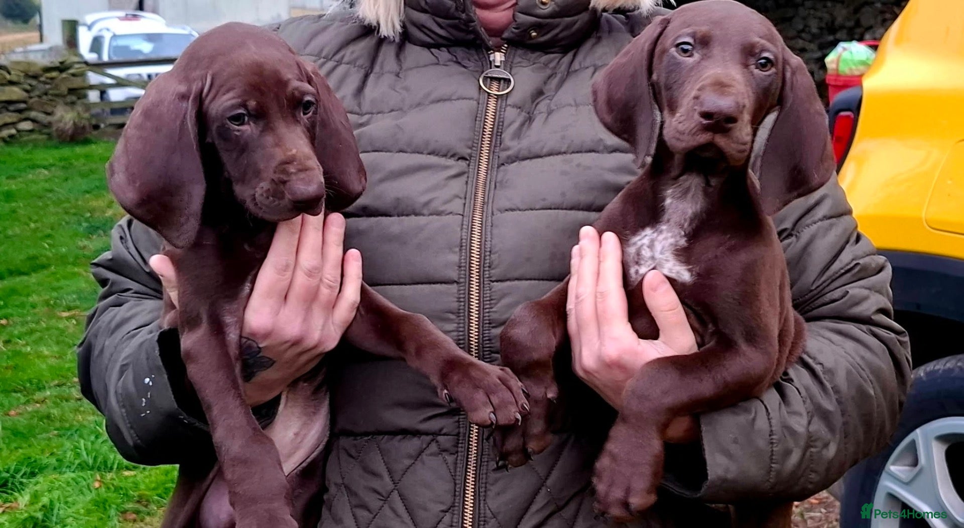 German Shorthaired Pointer dogs GSP puppies available to reserve - Advert 10