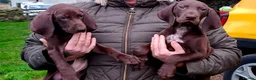 German Shorthaired Pointer dogs for sale: GSP puppies READY NOW - Advert 5