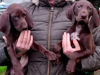 German Shorthaired Pointer dogs GSP puppies available to reserve - Advert 10
