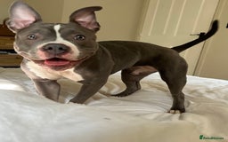 Mixed Breed dogs for sale: Mixed breed  - Image 1