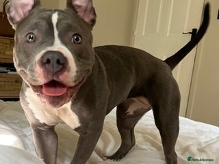 Mixed Breed dogs - Advert 17