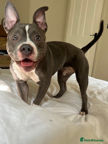 Mixed Breed dogs - Advert 13