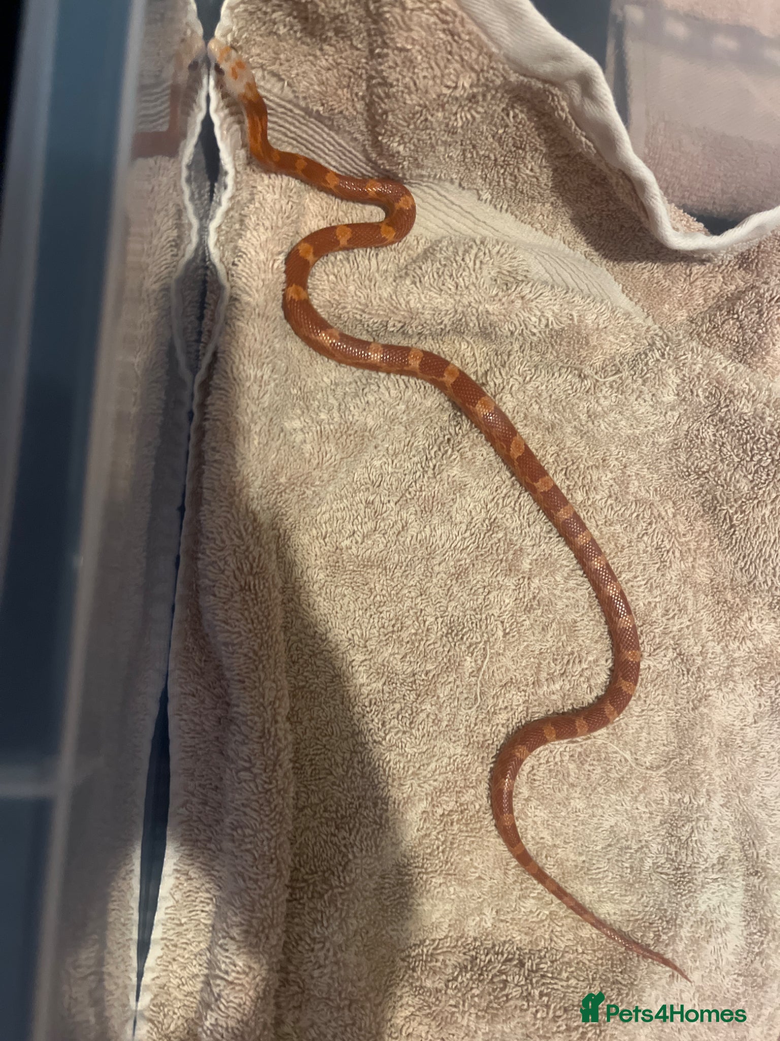 Corn Snake reptiles Red & orange corn snake  - Advert 4