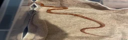 Corn Snake reptiles for sale: Red & orange corn snake  in Portsmouth - Advert 1