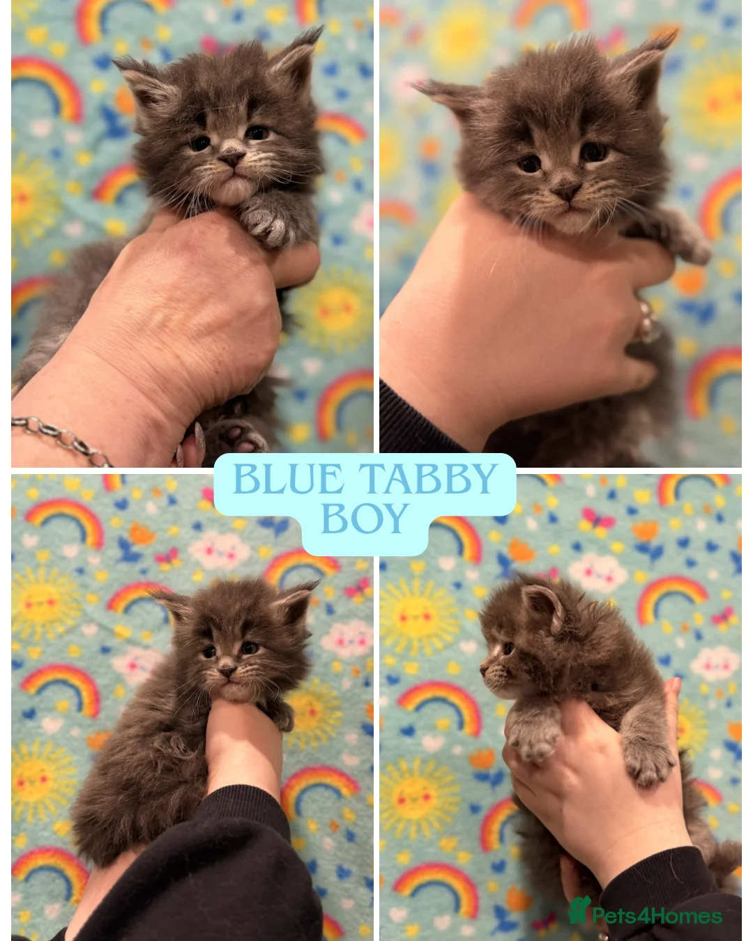 Maine Coon cats for sale: TICA REG MAINE COON KITTENS - Advert 2