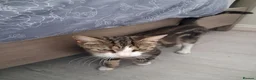 Domestic Shorthair cats for adoption: Adult tabby Rescue Cat Looking for a Forever Home in Hook - Advert 3
