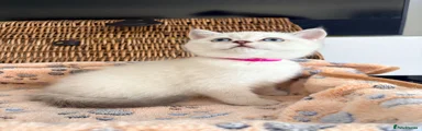 British Shorthair Kitten 4 pink collar