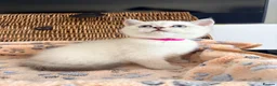 British Shorthair cats for sale: Cuteness overload♥️ British shorthair/chinchillas  - Advert 38