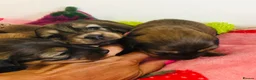 Miniature Dachshund dogs for sale: Miniature Dachshunds Longhaired - Advert 3