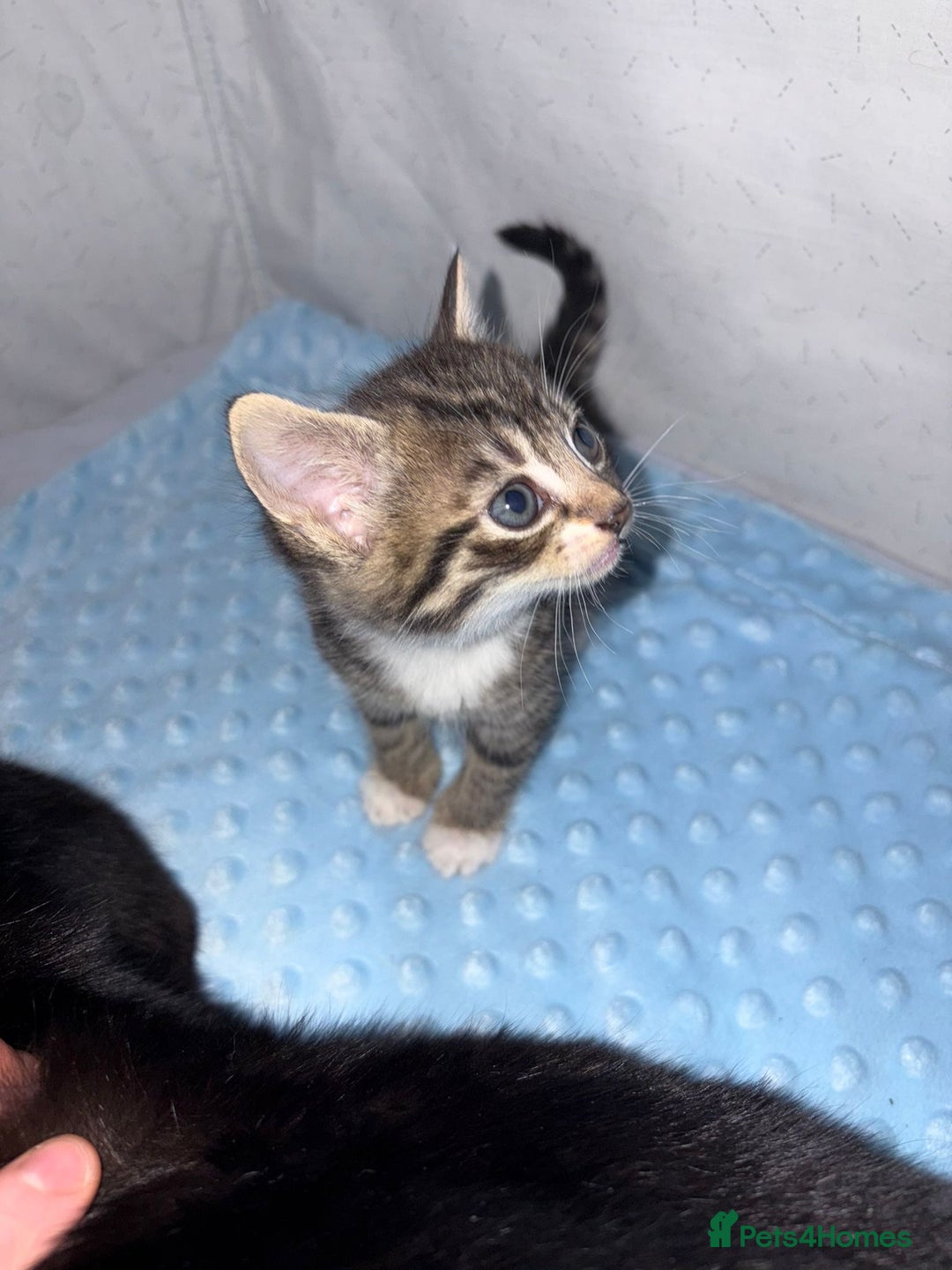 Mixed Breed cats for sale: Lovely tabbies tuxedo and grey tabbies  - Advert 6