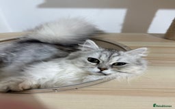 Persian cats for sale: Sliver tip Persian  ready to leave - Image 2