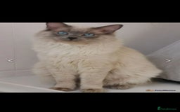 Ragdoll cats for sale: 2 left Pure Health tested huge ragdoll kittens  - Image 12