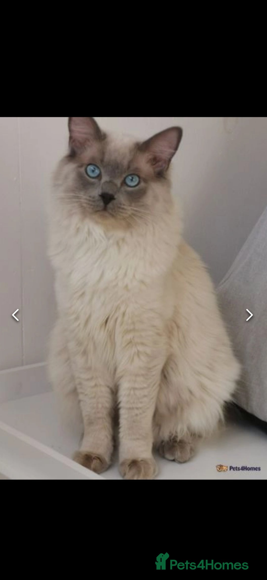 Ragdoll cats for sale: 2 left Pure Health tested huge ragdoll kittens  - Image 12