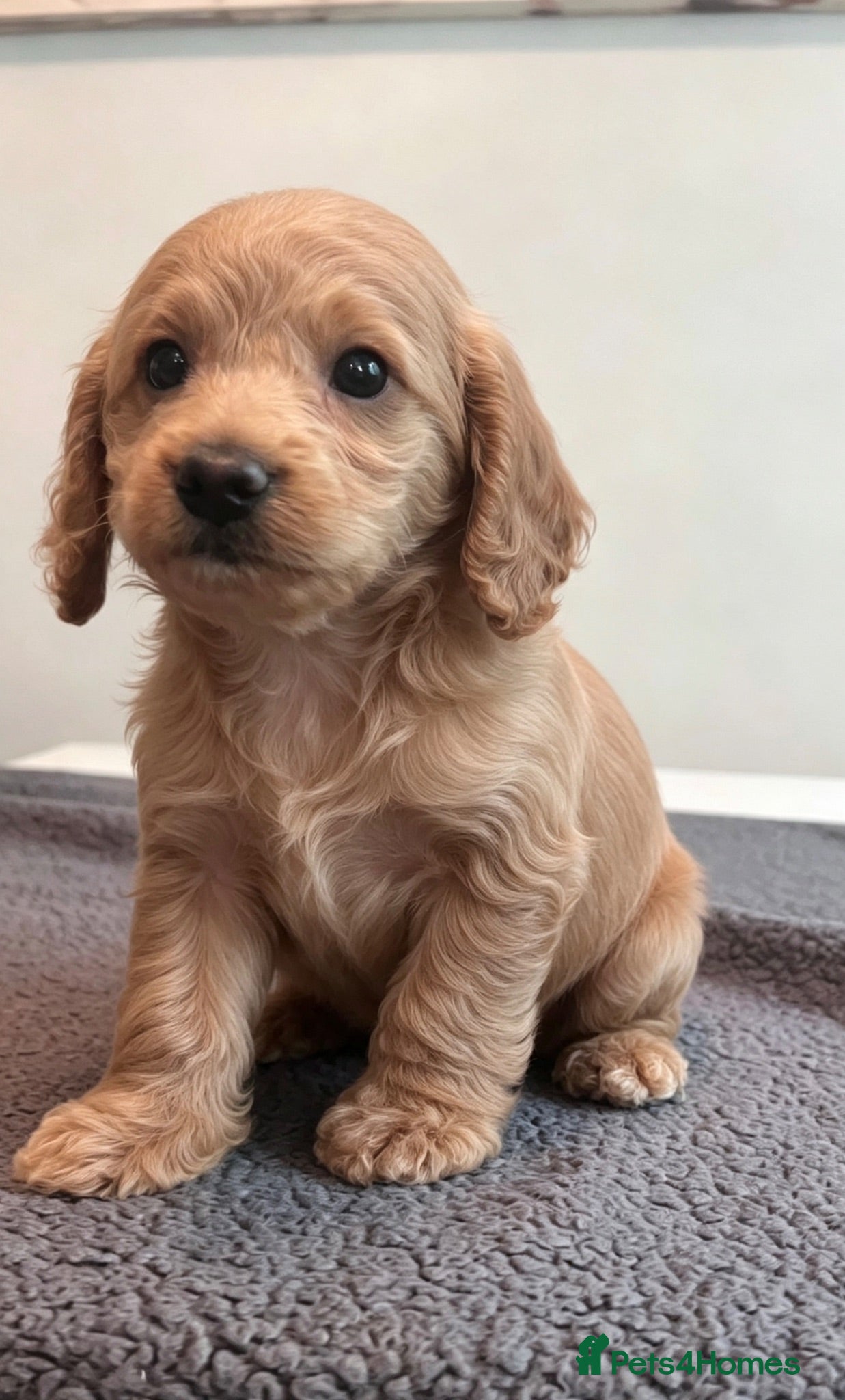 Cockapoo dogs 🐶 Beautiful F1B Cockapoo Puppies 🐶 - Advert 2