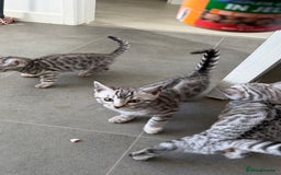 Bengal cats for sale: ❄️🐾Champion bloodline Snow Bengals 🐾❄️ - Image 11