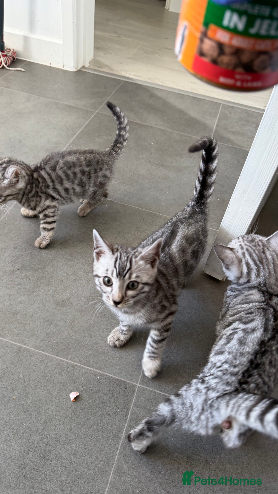 Bengal cats for sale: ❄️🐾Champion bloodline Snow Bengals 🐾❄️ - Image 11