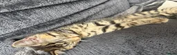 Mixed Breed cats for sale: 2 very playful kittens  - Advert 2