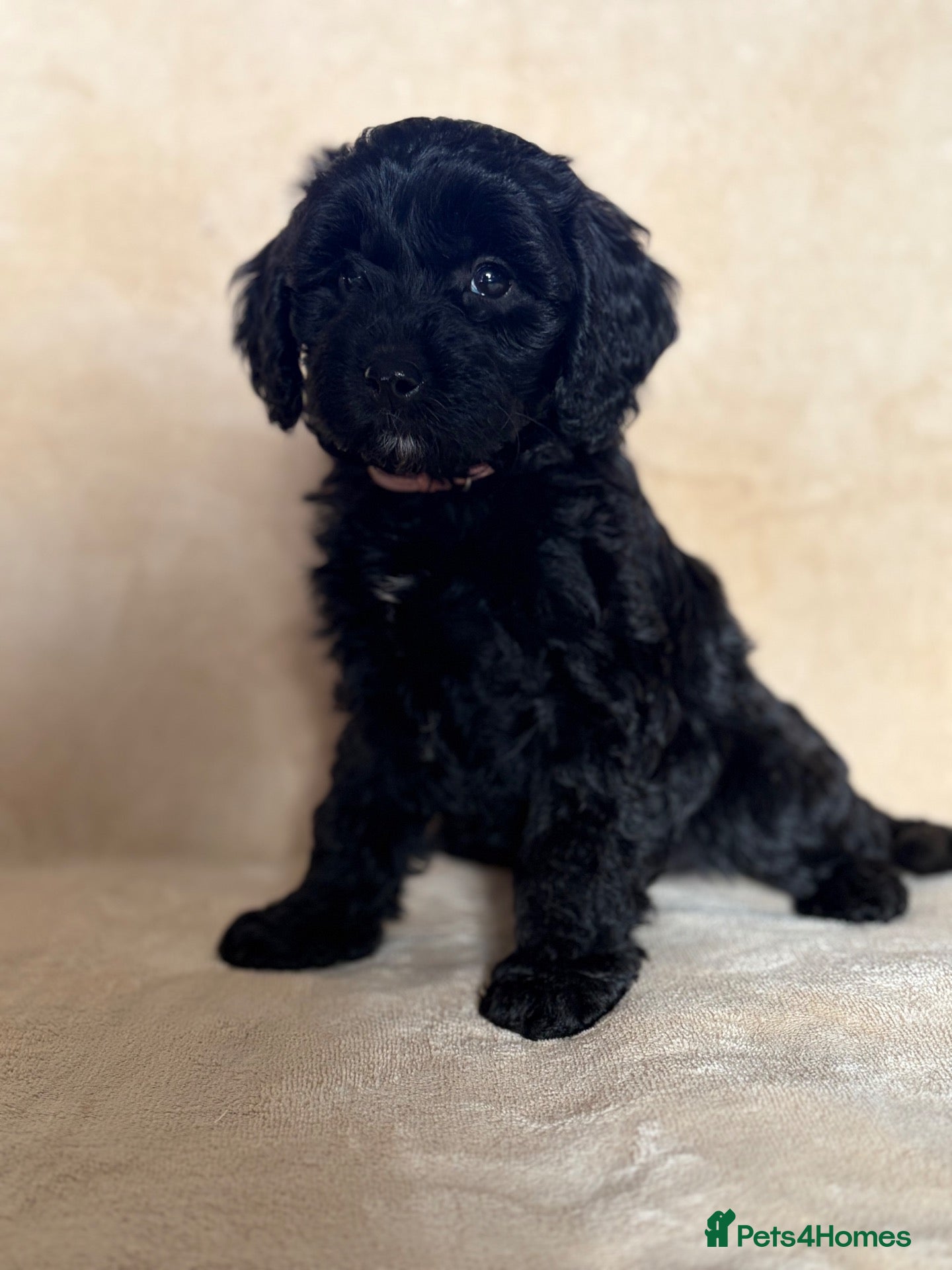 Cockapoo dogs Unique and exquisite pups  - Advert 2