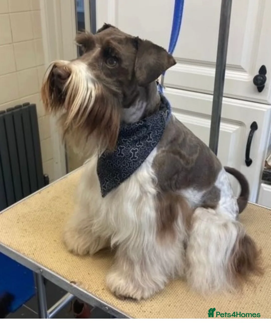 Miniature Schnauzer dogs for stud: KC CHOC/WHITE MIN SCHNAUZER BVA AND MAC CLEAR in Coventry - Advert 17