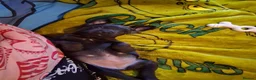 Patterdale Terrier dogs for sale: Bella the patterdale Terrier  - Advert 3
